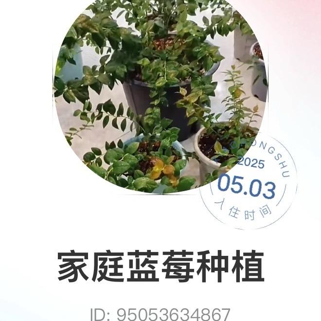 毛毛在家种蓝莓
