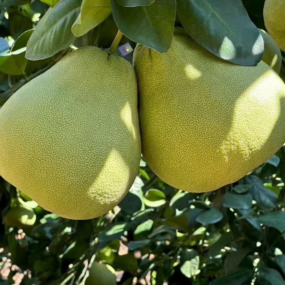 鲜果干货特产店