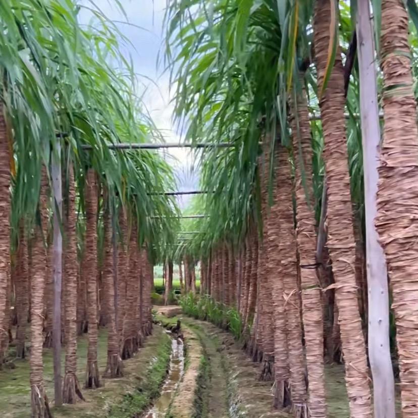 甜甜在农村（玻璃脆甘蔗白玉蔗）