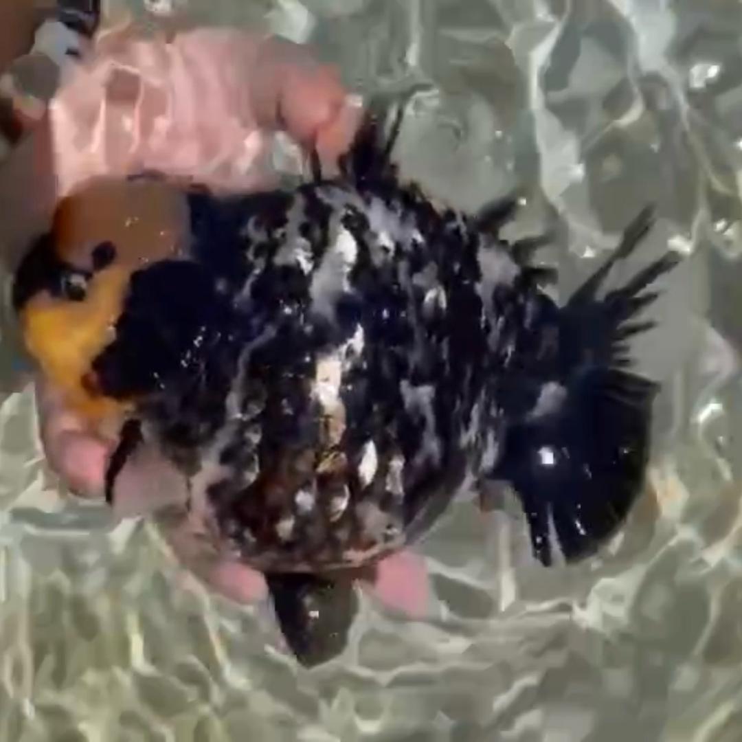 鑫🐠鱼🗺️钢