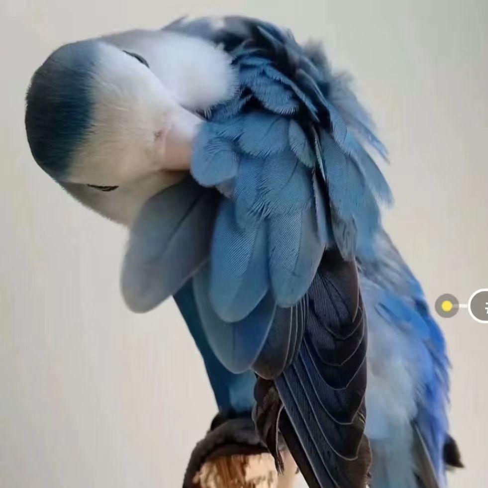 鹦鹉专宠