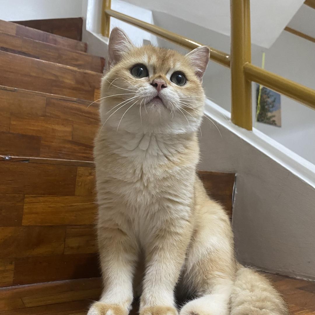 桀骜不驯的铁蛋