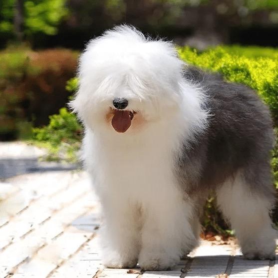 炫 迈🐶
