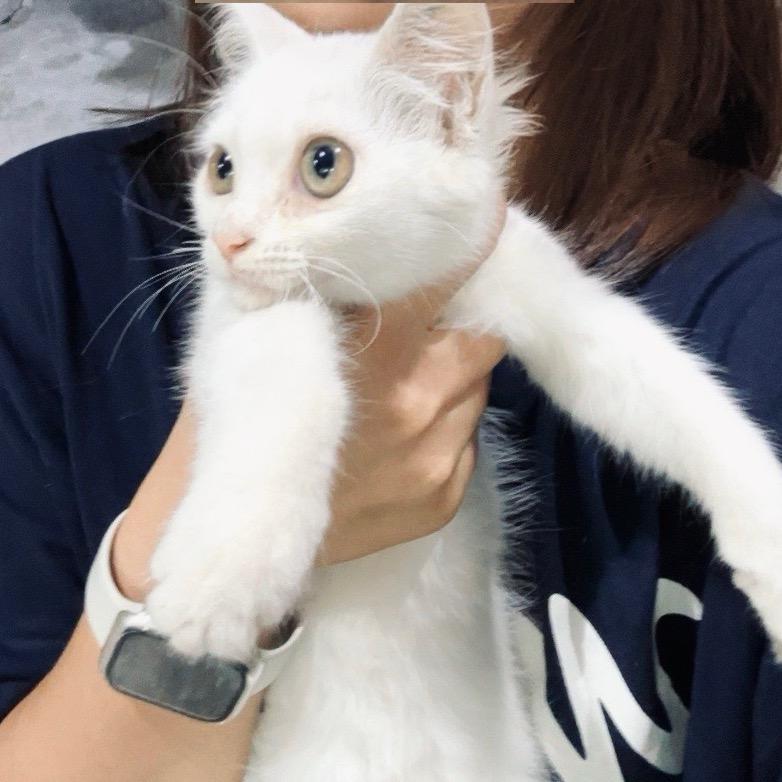 等假期的招财牛马（忙碌版）