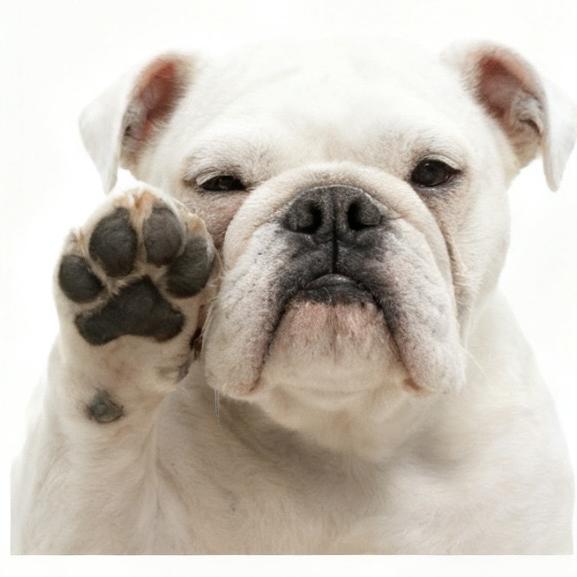 昱禾宠物用品工艺品厂