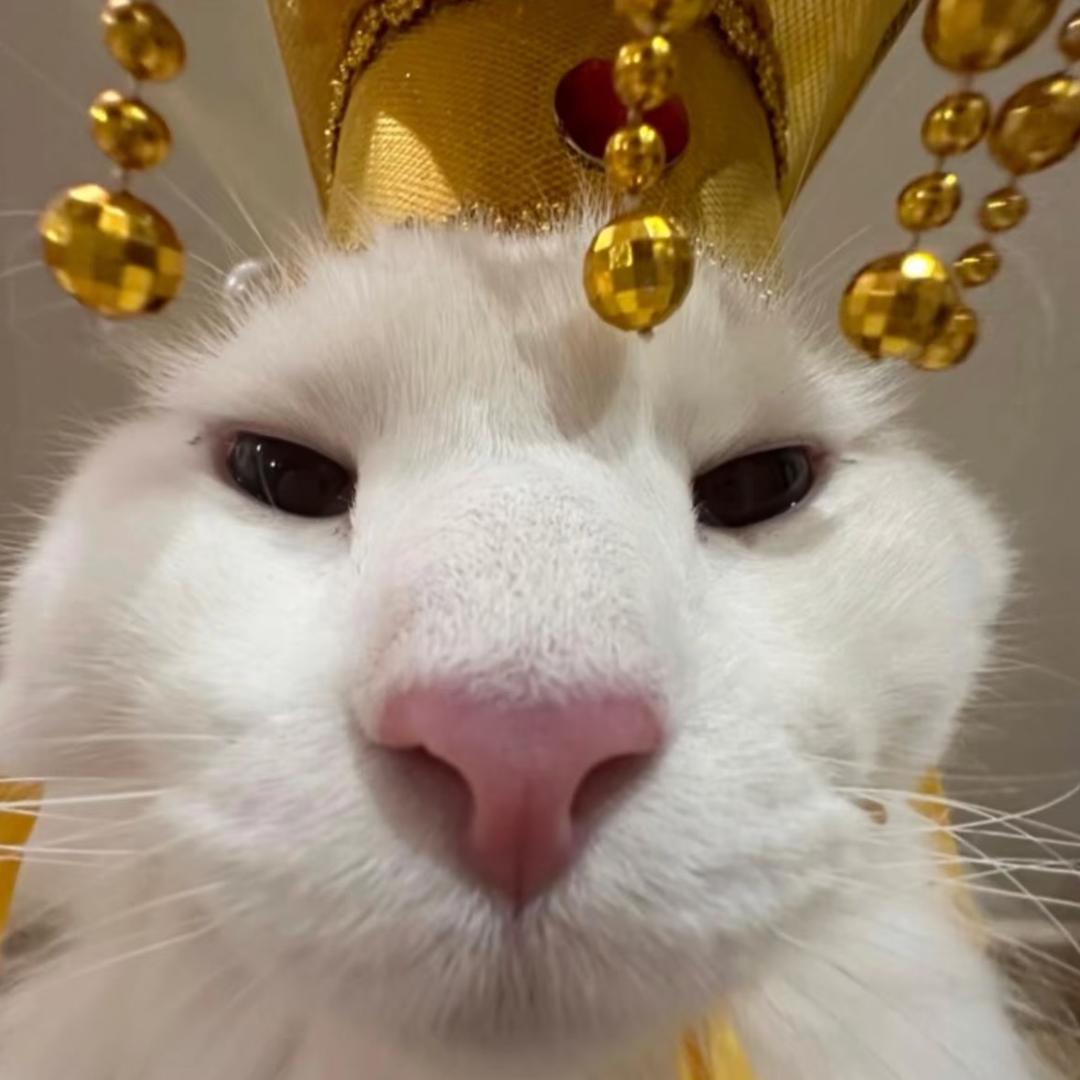 猫皇殿下