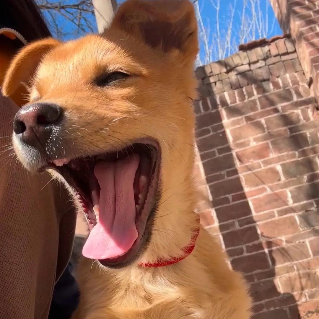 诚