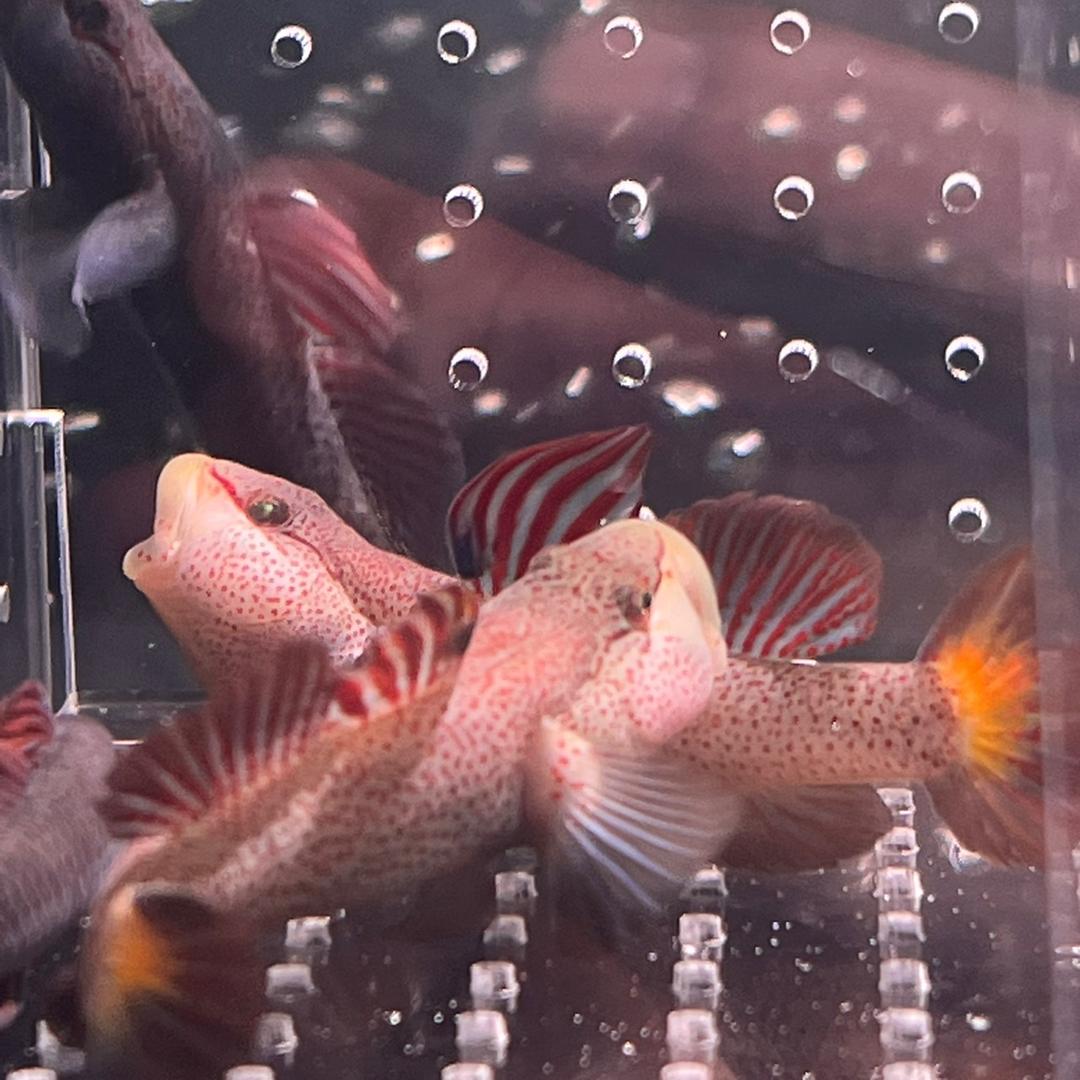 潘哥原生鱼野采