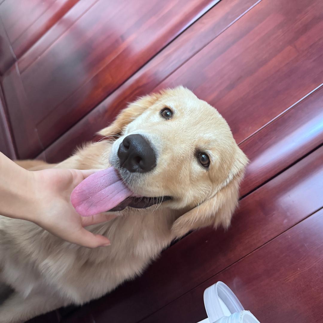 萌的想要飞