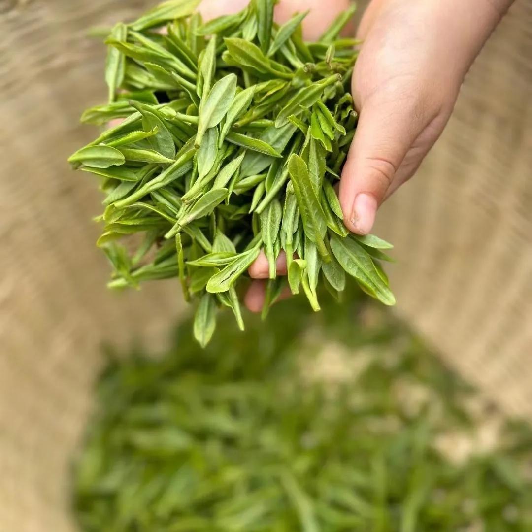 李子矜茶叶