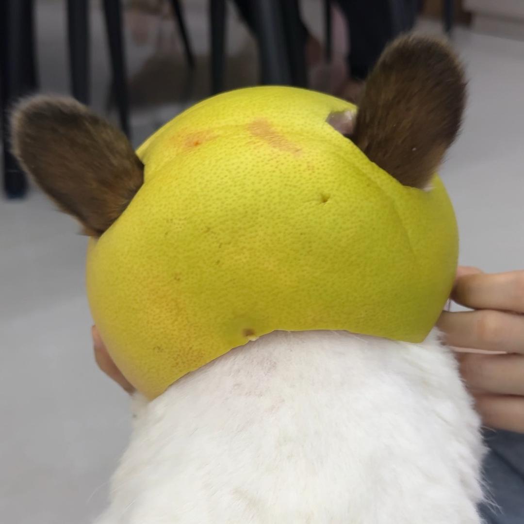来一只柯猪