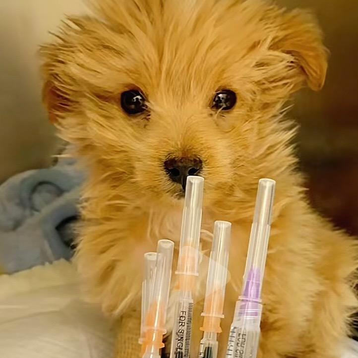 狗狗修理工