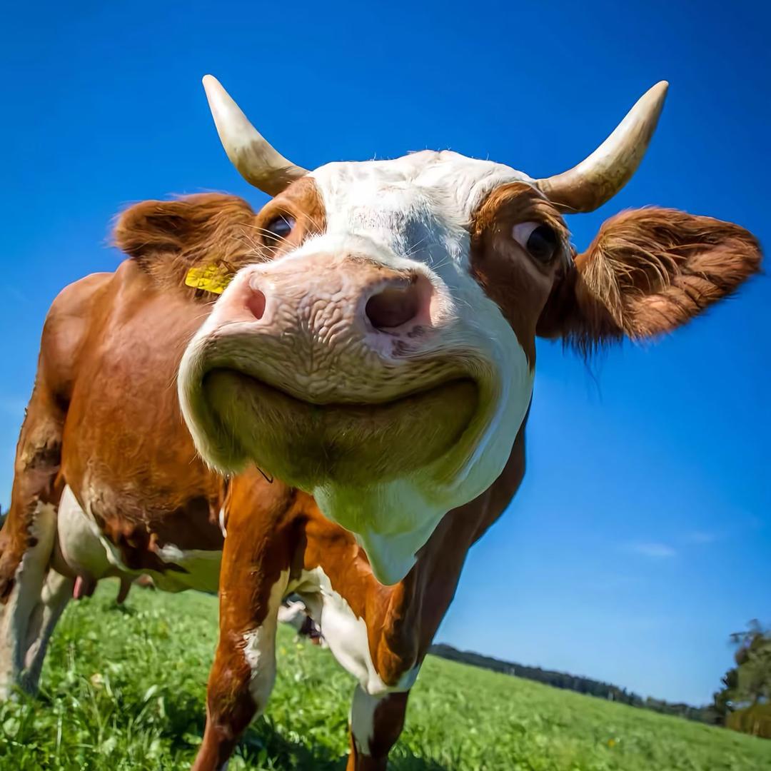 牛🐮