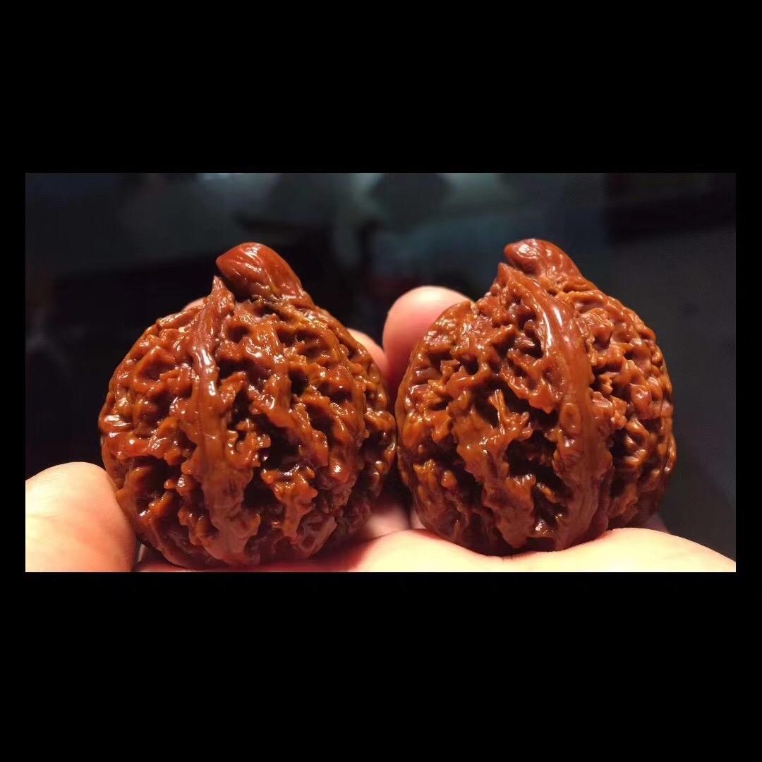 秦岭小众灯笼核桃