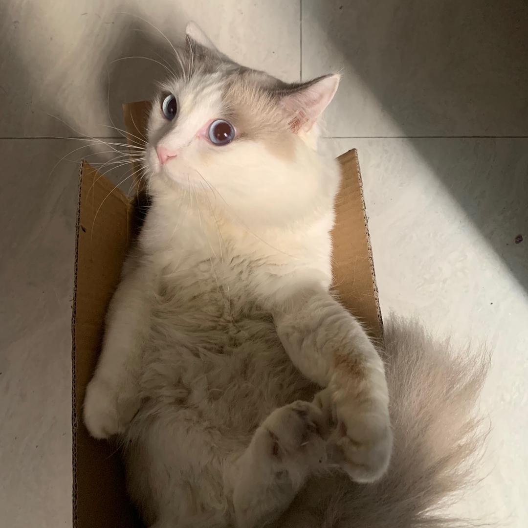 家有一只布偶猫～豆浆