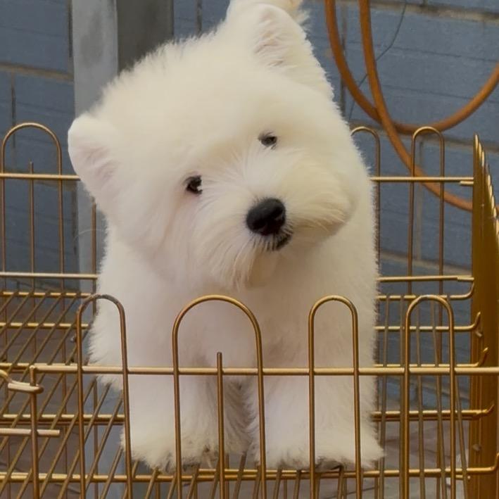 魏姐家西高地（棉花面纱犬）