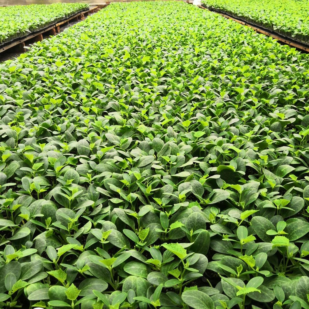 寿光谊禾种业有限公司