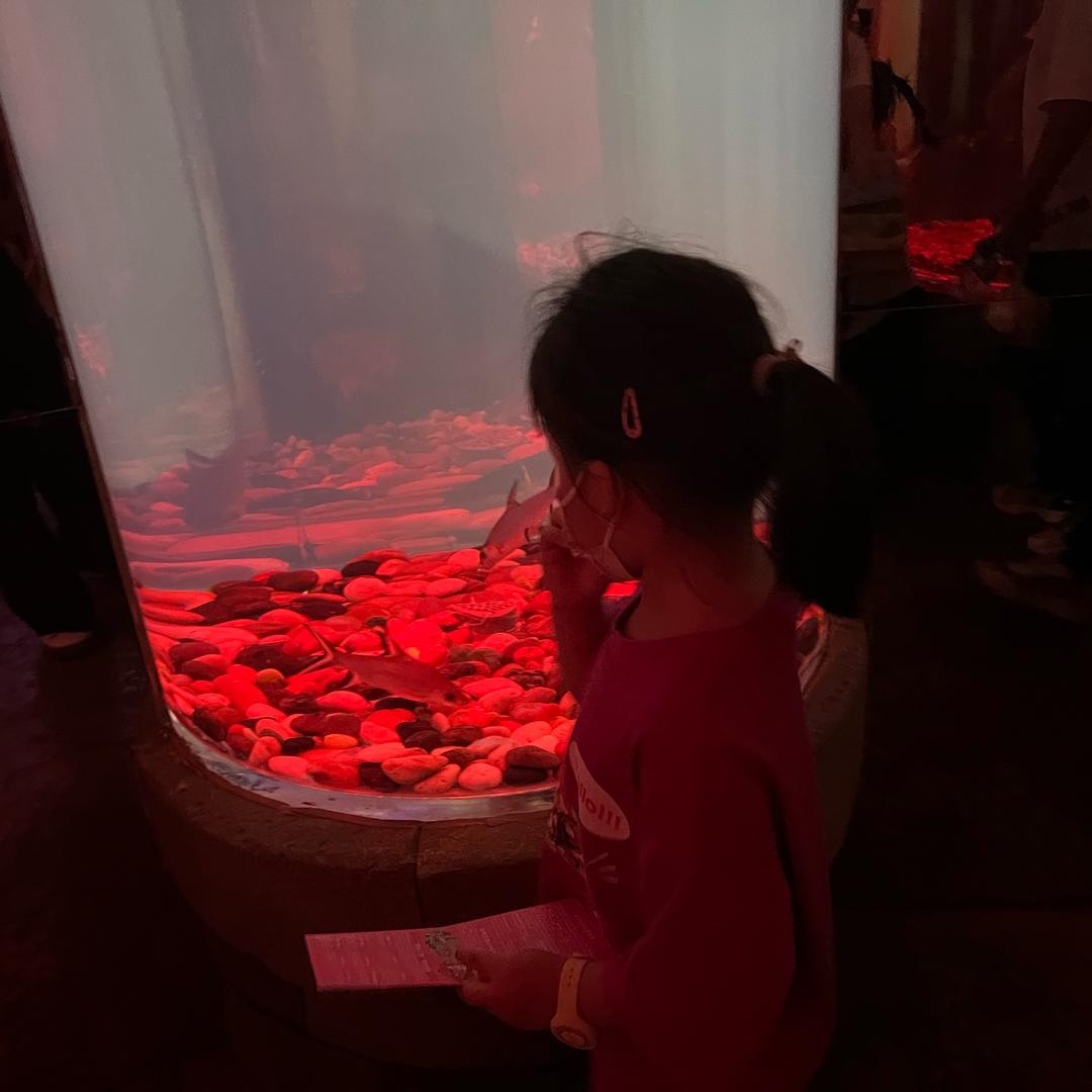蚂蚁爱大象、