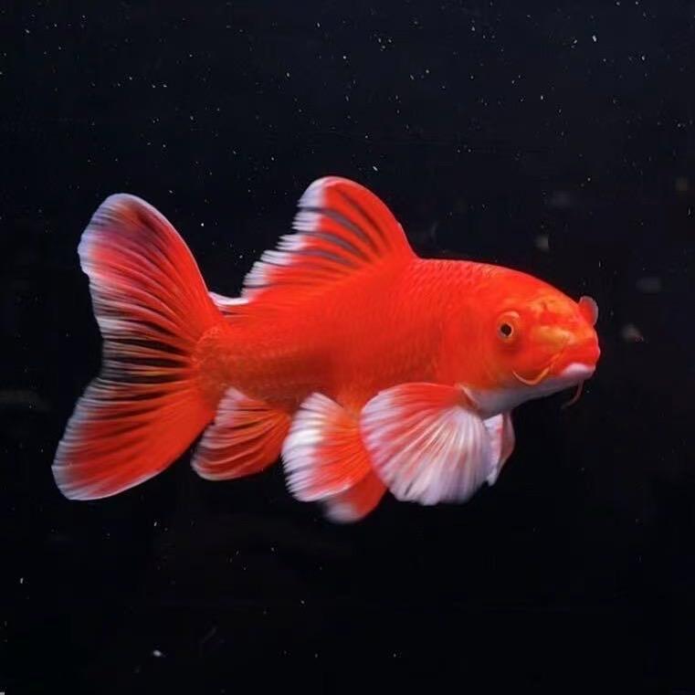 大白鲨水族蝴蝶鲤