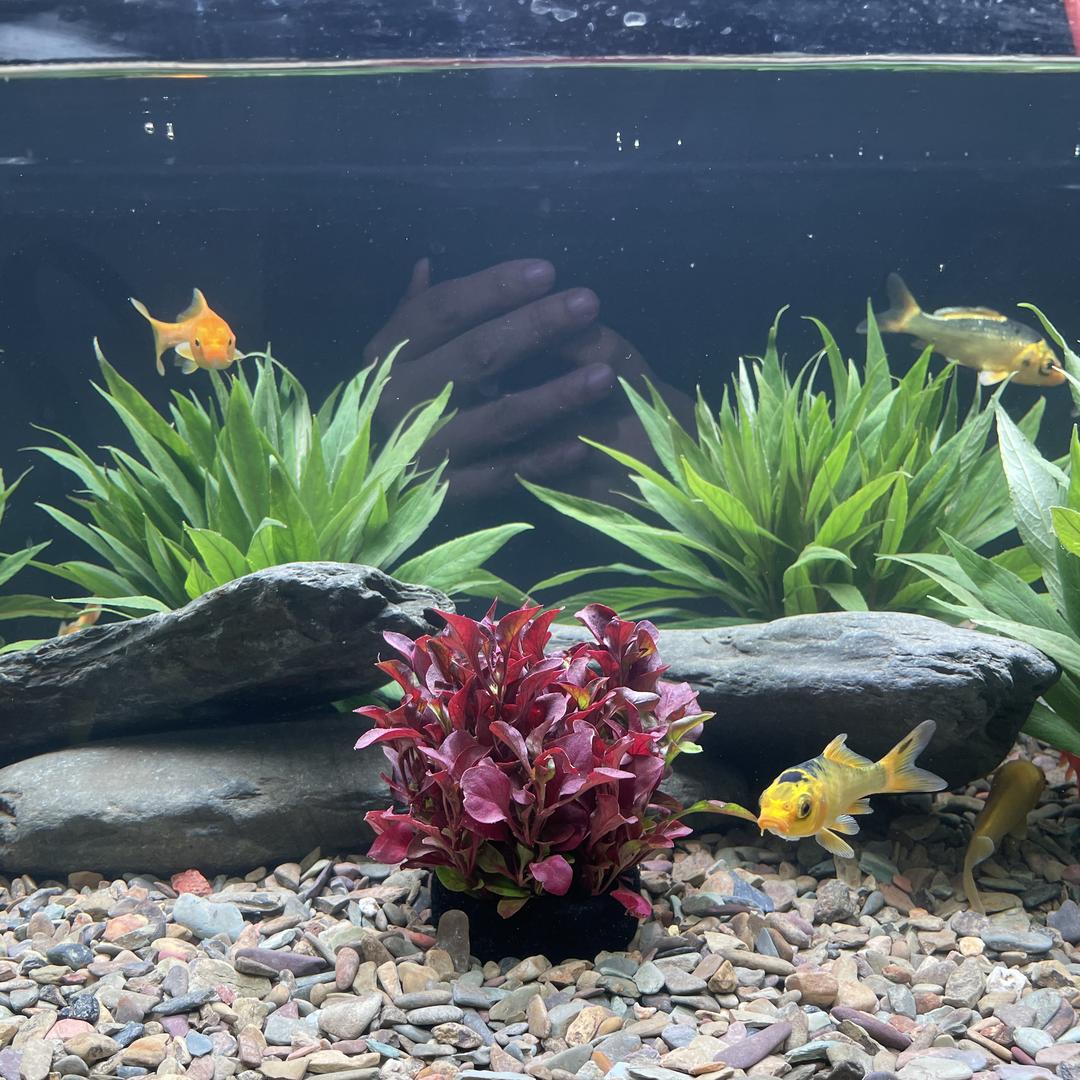 养鱼的水草铺子