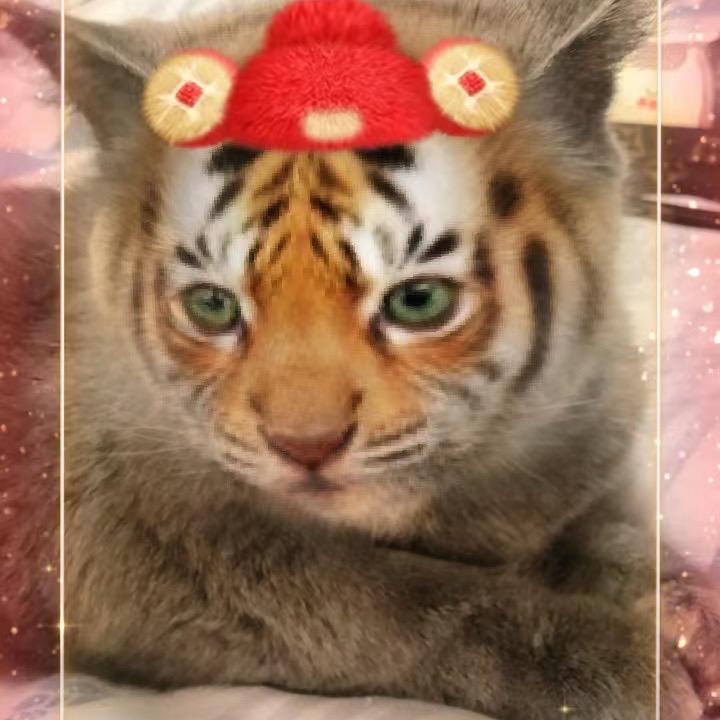 大富o8（㿝氼）