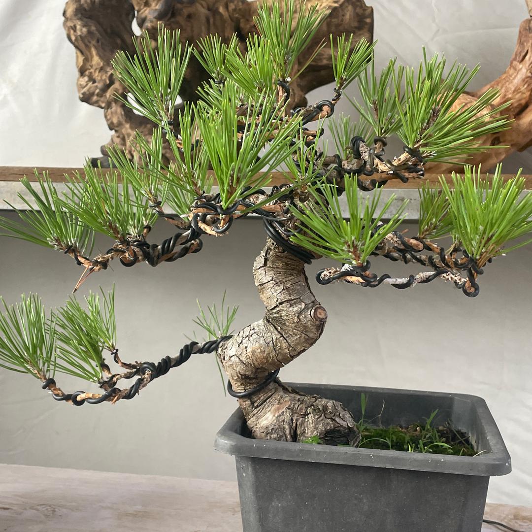 菲凡阁富贵果树苗木专卖店