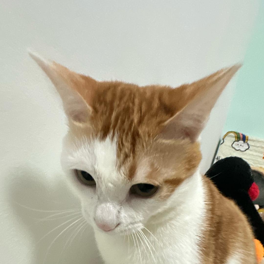 鸡涌的小辣椒v（探索新境！得闲谨制）版