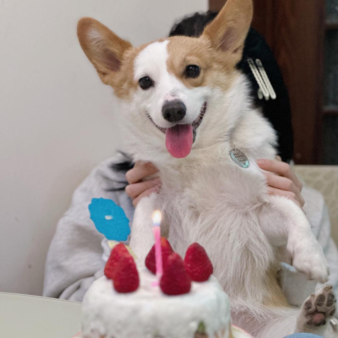 柯猪幺鸡宝宝✨