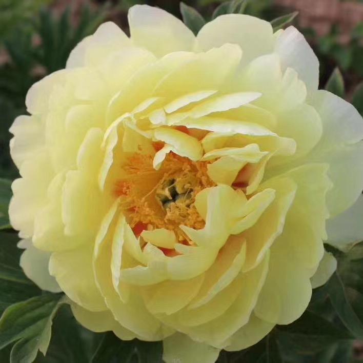菏泽中泰牡丹芍药
