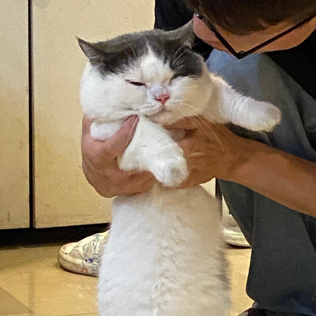 短腿富贵
