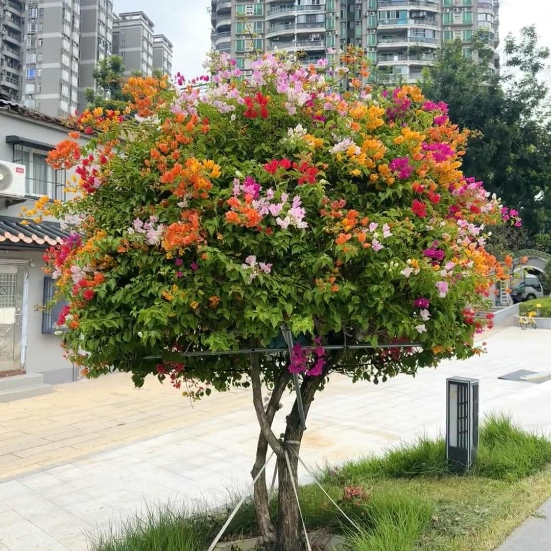 仁和三角梅盆景