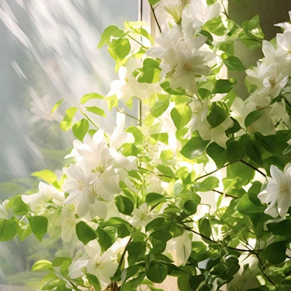 茉莉花