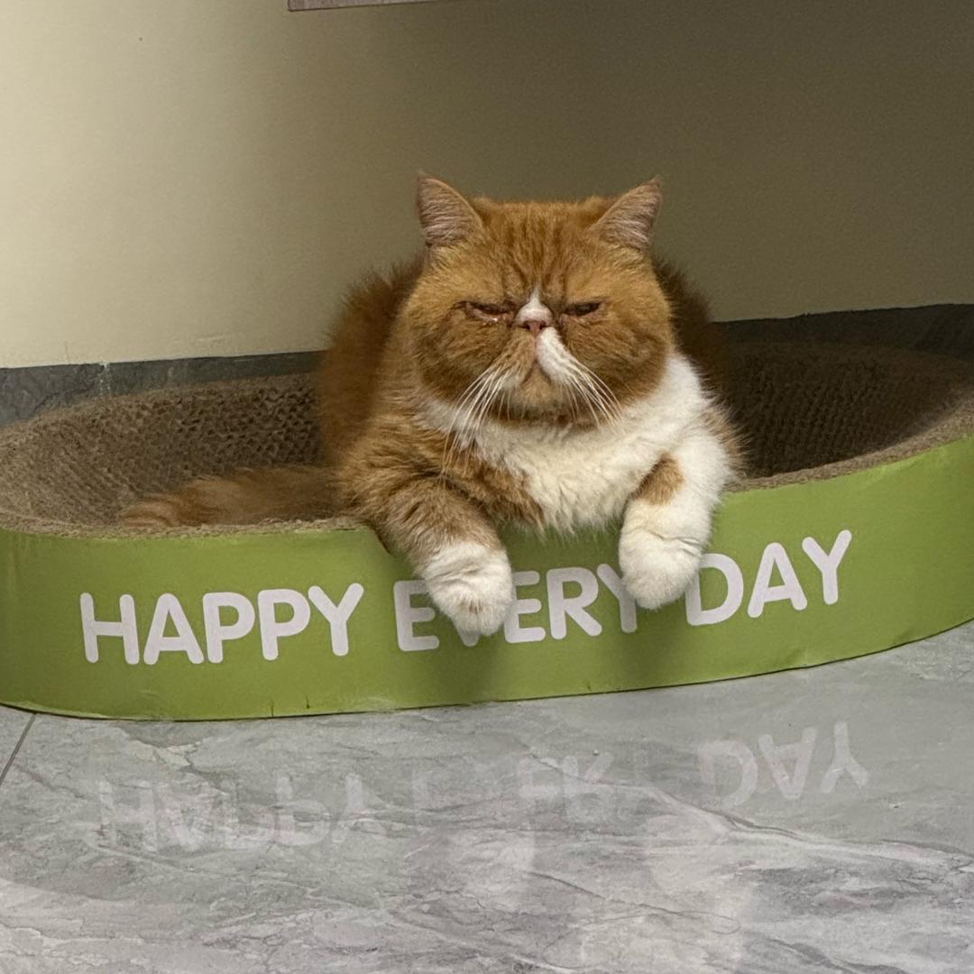 明天上山打老虎🐅