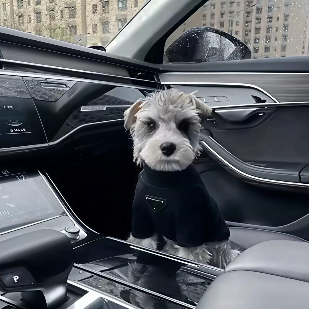 奶盖（普级赛/战神）