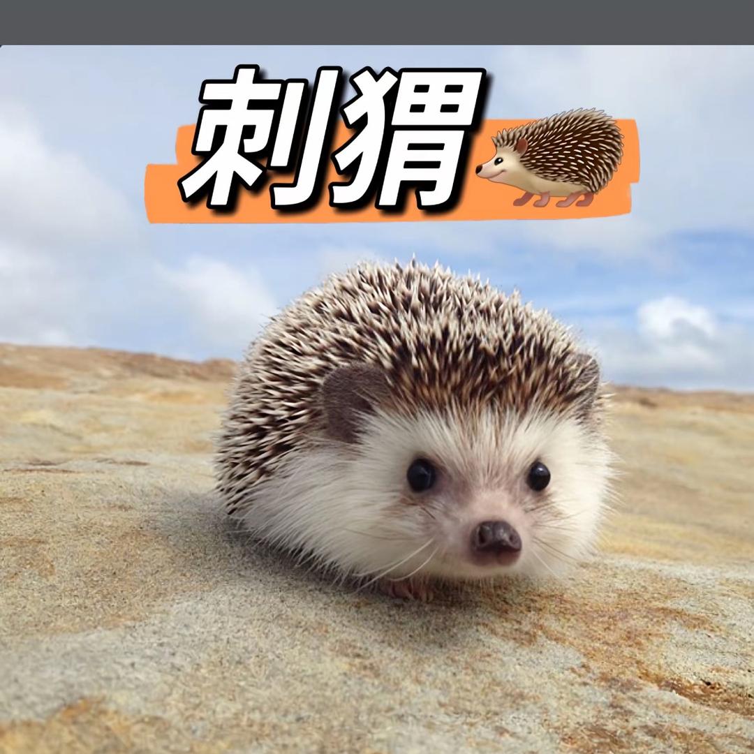 刺猬养殖晨曦