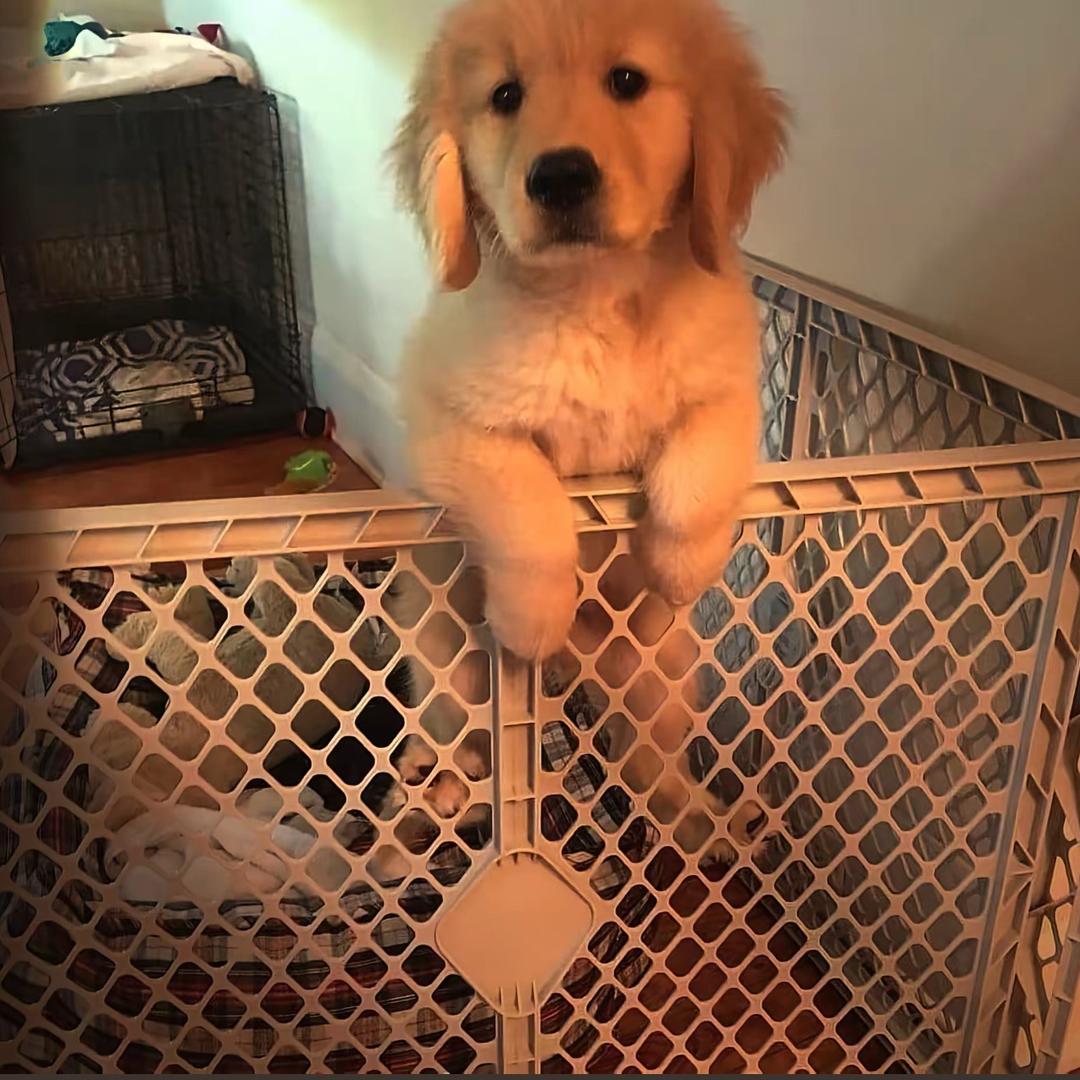 牧鑫犬舍
