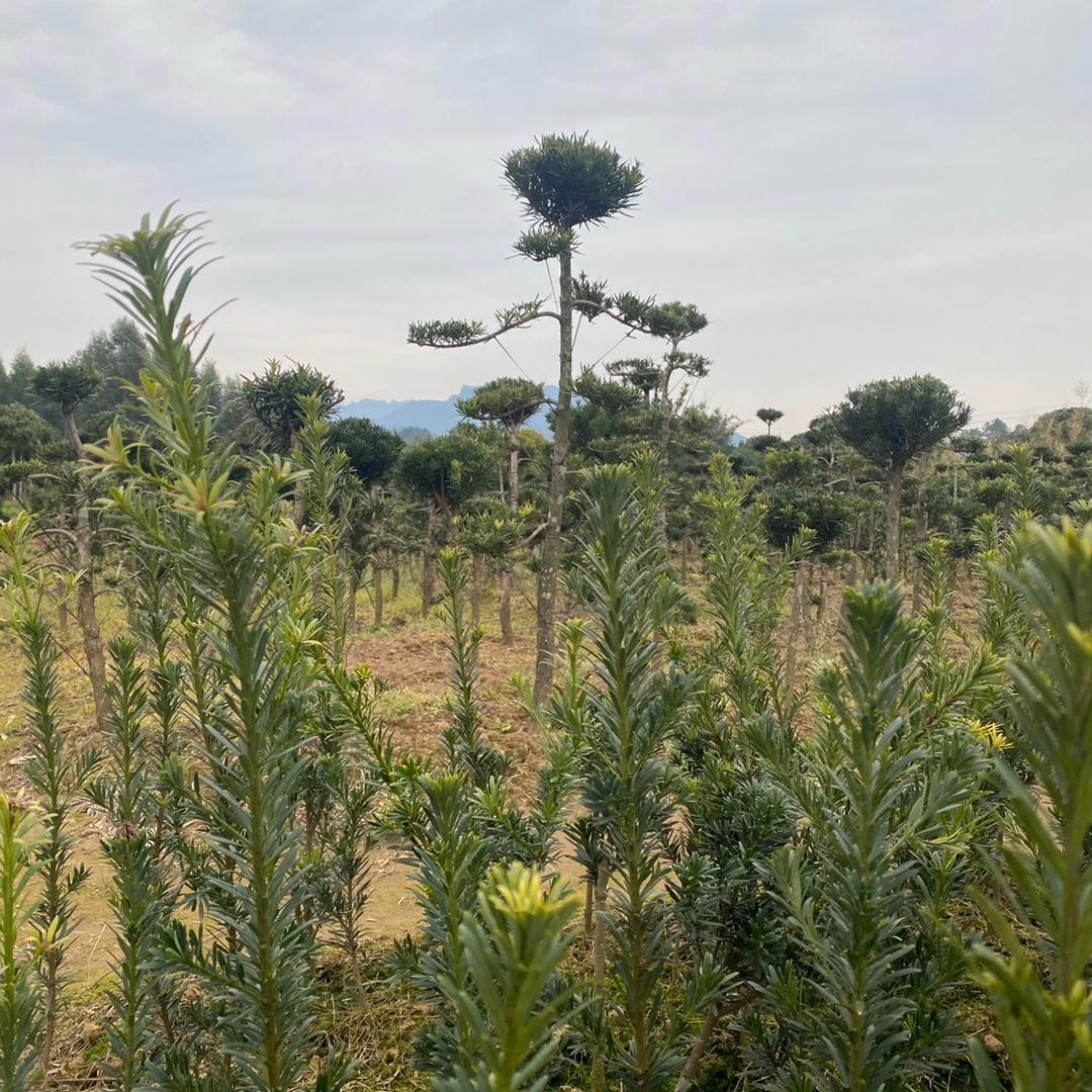 小李罗汉松苗木基地