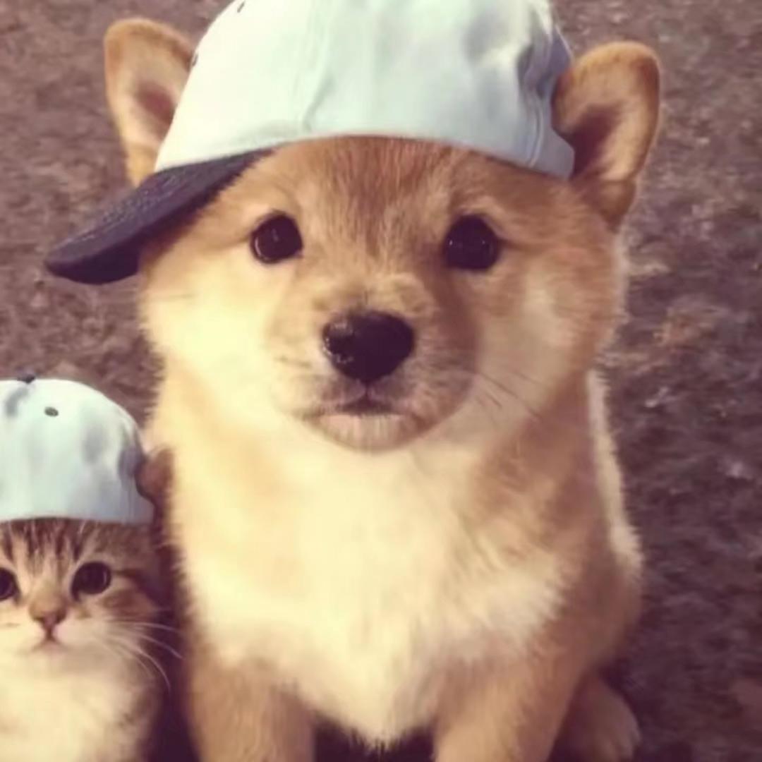 🦊
