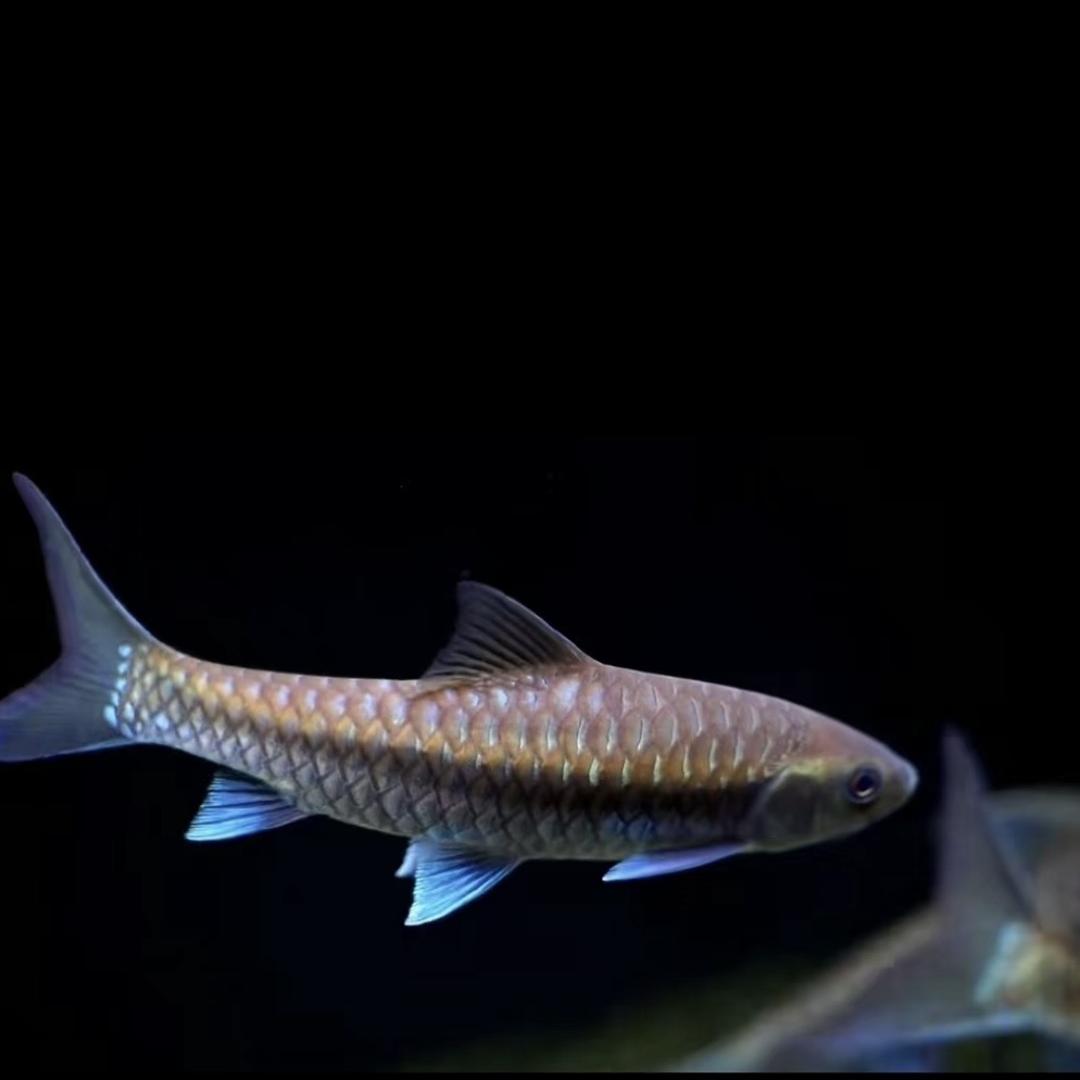 边境吉罗俱乐部