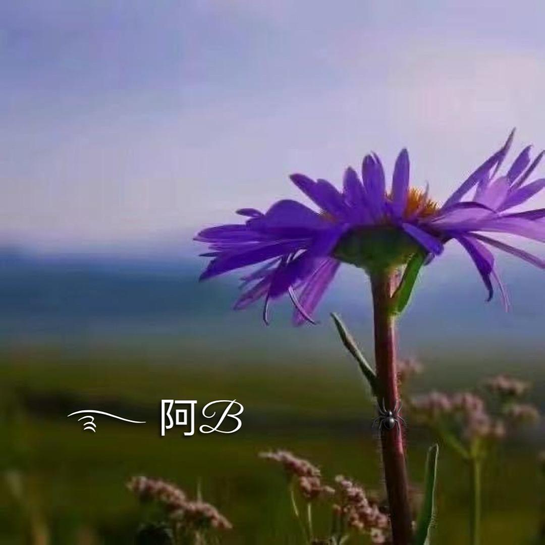࿐ 阿B            🕷️