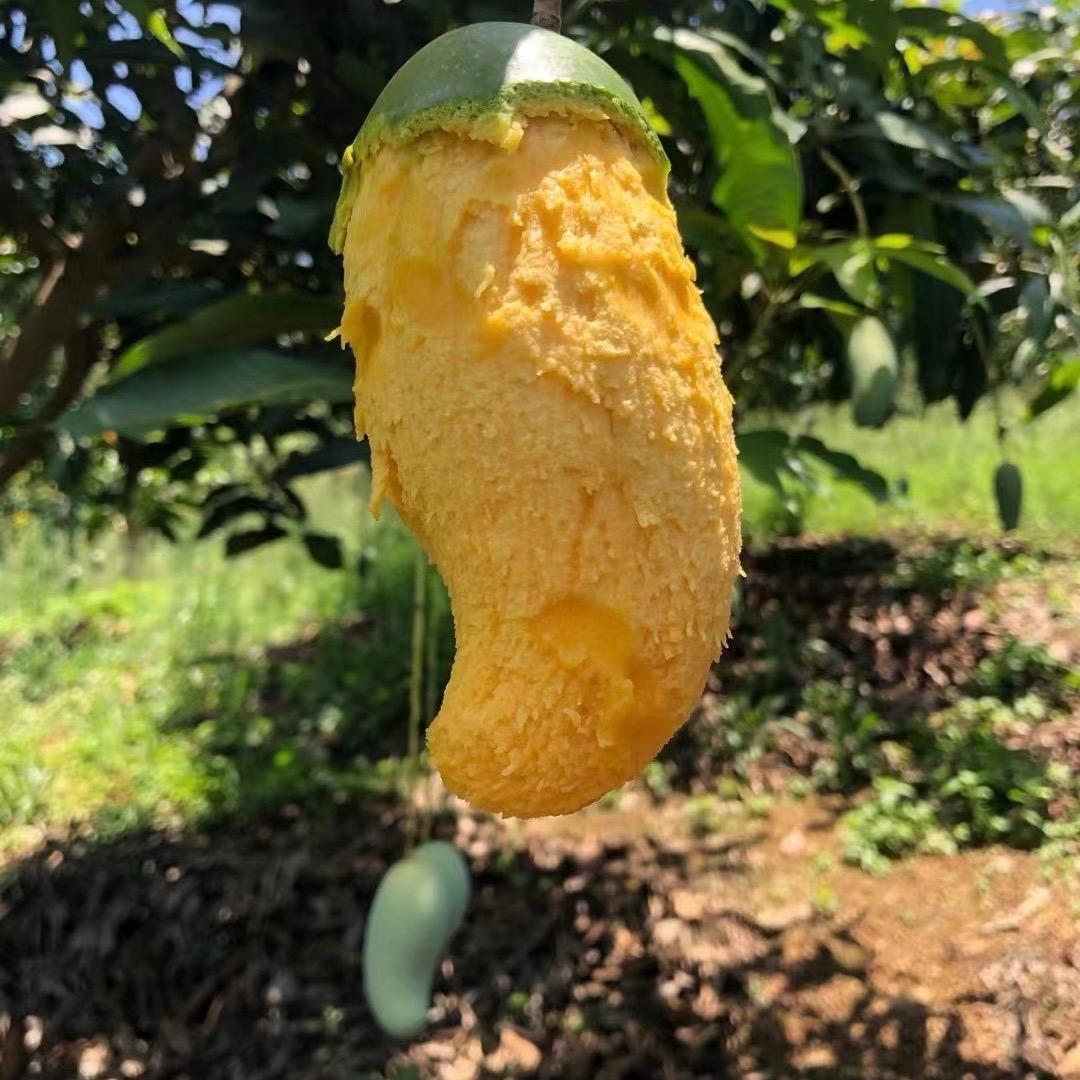 广西田东桂七芒果