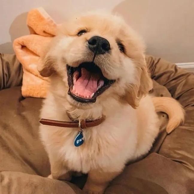 扬州宠吖猫狗大型宠物基地