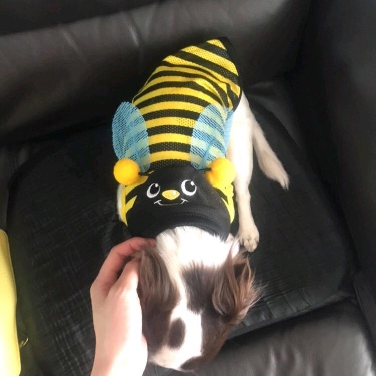 猫太極