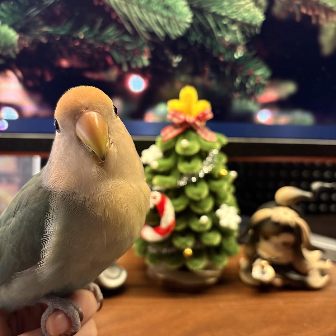 诺宝（努力进步版）