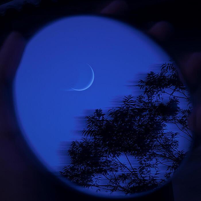 树的一天