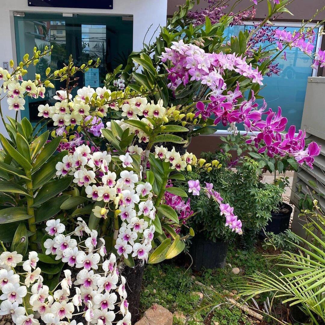 木焱石斛兰基地直发