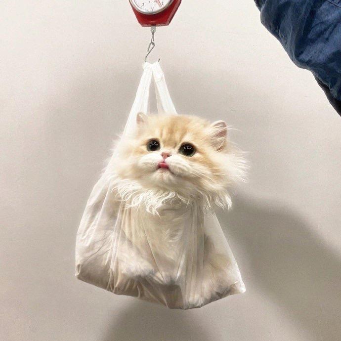 鱿鱼是种天赋