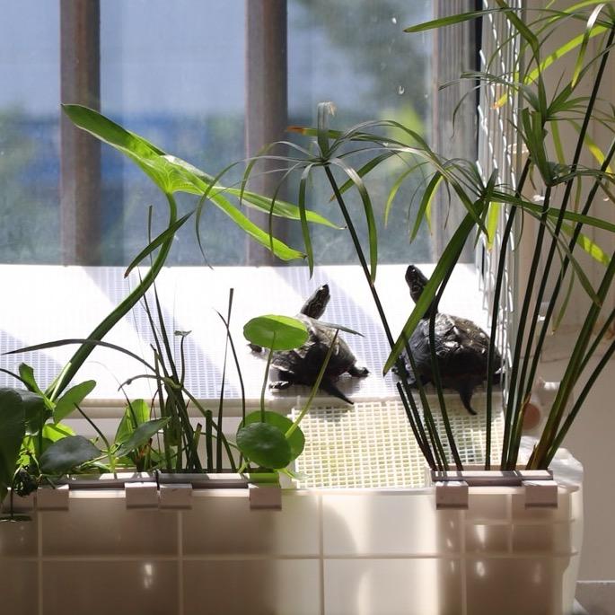 乌龟慢生活实录