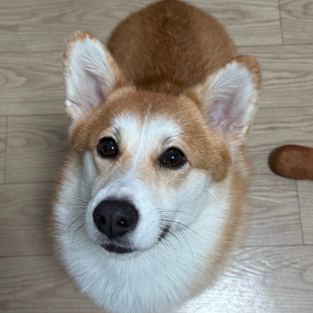 武汉动物救助-土豆