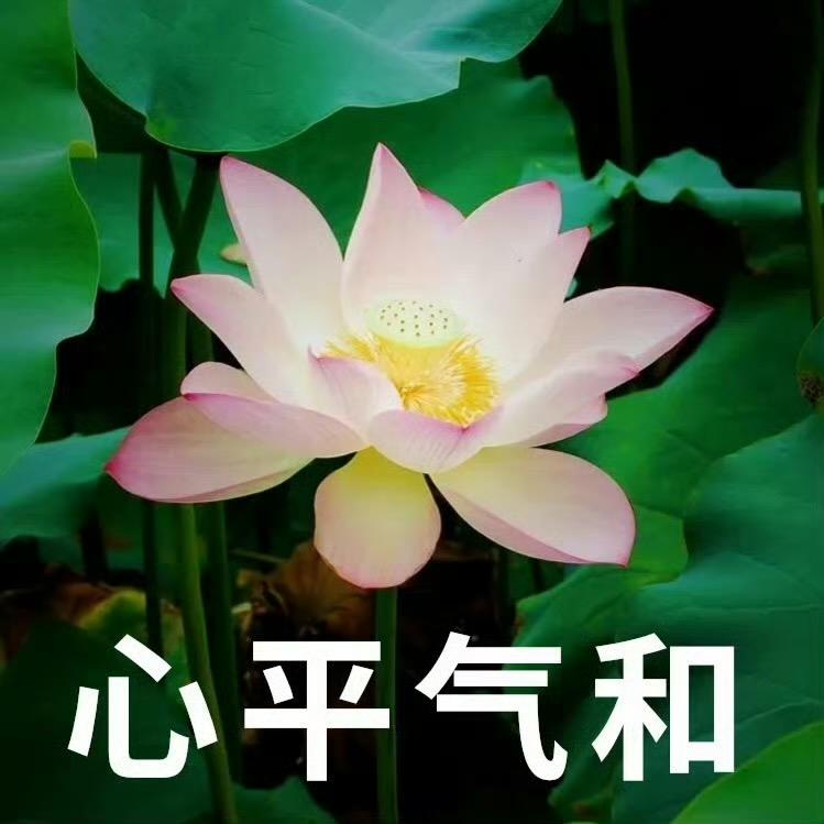麦德珐磕